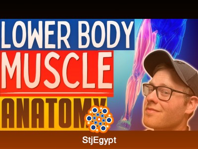 Learn Muscle Anatomy | Basic Lower Body Muscle Anatomy for Personal Trainers and Massage Therapists