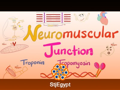 Muscle Physiology Series – Understanding Muscle Function and Contraction