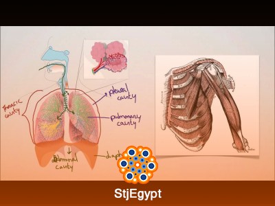 Respiratory Mechanics of Breathing: Pressure Changes – Part 1