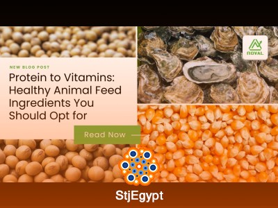 Animal Nutrition for Beginners: Energy, Protein, Fibre, Vitamins & Minerals Explained