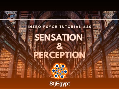 Sensation and Perception: Understanding How We Experience the World