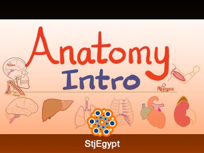 Complete Human Anatomy Course | Muscles, Bones, Nerves & More