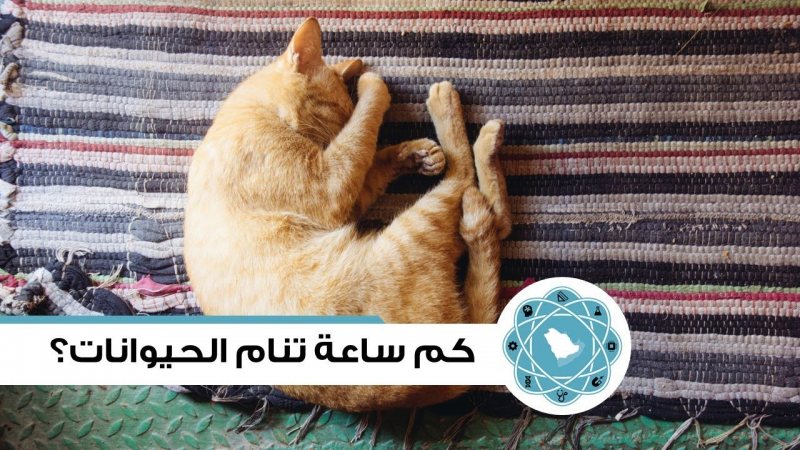 اكثر الحيوانات نوماً على سطح الأرض ,, منهم من ينام لمدة 22 ساعة يوميا - STJEGYPT