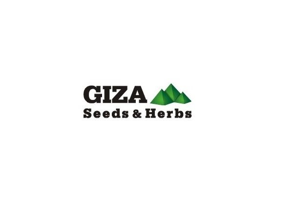 Business Analyst,Giza Seeds & Herbs - STJEGYPT